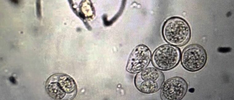 Protozoan parasite cells