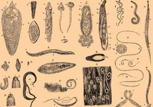 Types of parasites in the human body